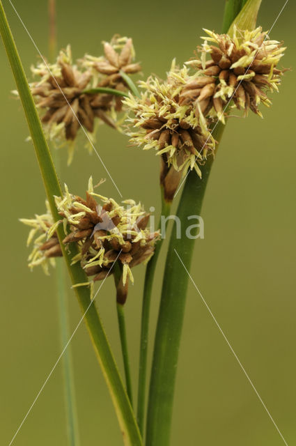 Great Sedge / Saw-sedge (Cladium mariscus)