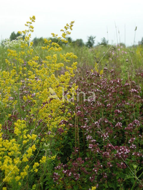 Geel walstro (Galium verum)