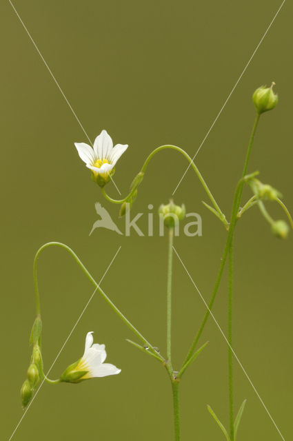 Geelhartje (Linum catharticum)