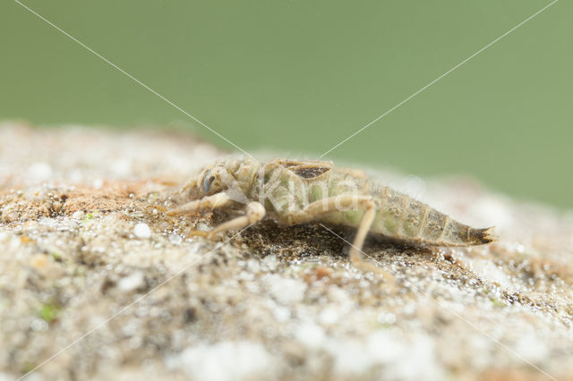 Gevorkte rombout (Gomphus graslinii)