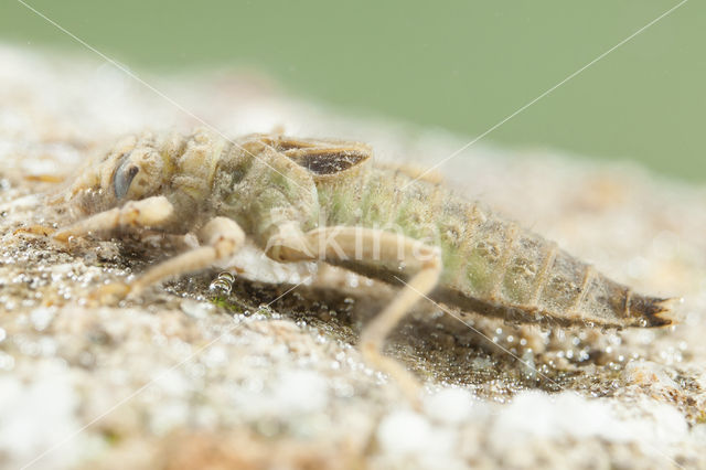 Gevorkte rombout (Gomphus graslinii)