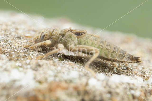 Gevorkte rombout (Gomphus graslinii)