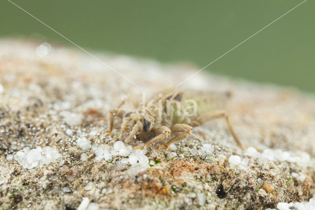 Gevorkte rombout (Gomphus graslinii)