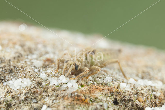 Gevorkte rombout (Gomphus graslinii)