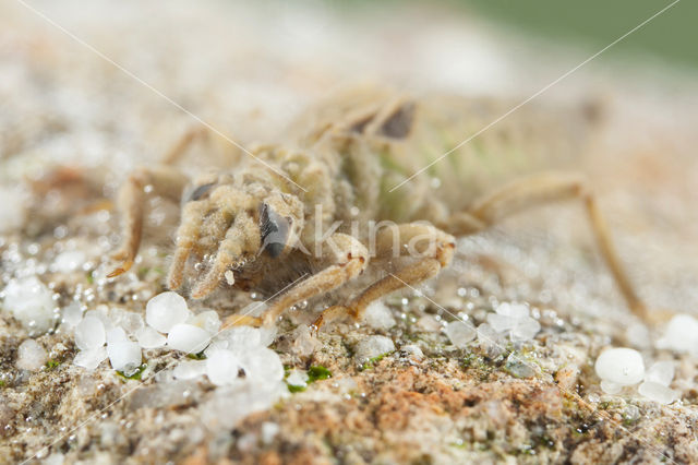 Gomphus graslinii (red list IUCN