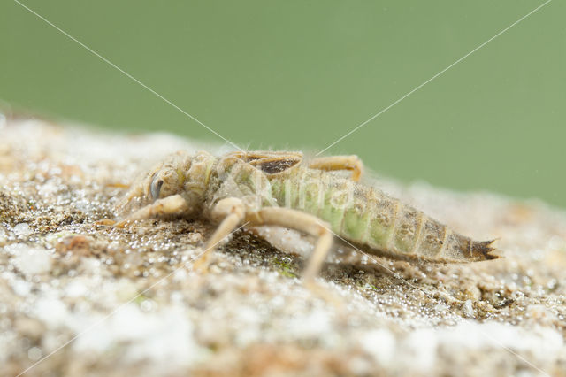 Gevorkte rombout (Gomphus graslinii)