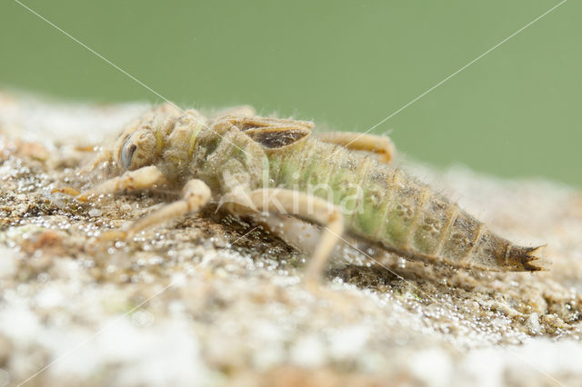 Gevorkte rombout (Gomphus graslinii)