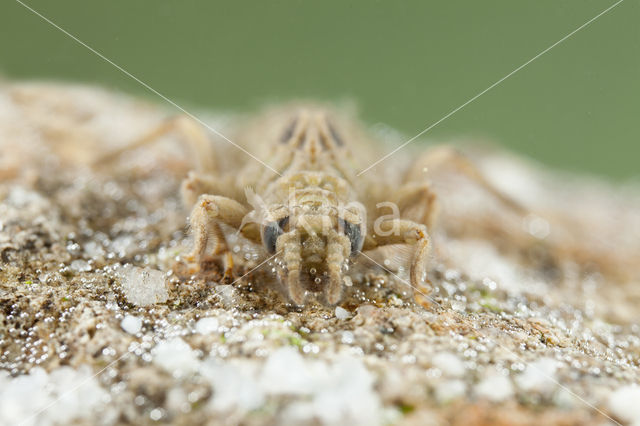 Gomphus graslinii (red list IUCN