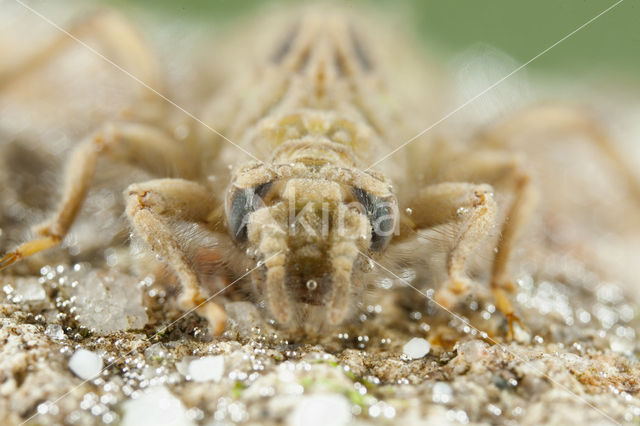 Gomphus graslinii (red list IUCN