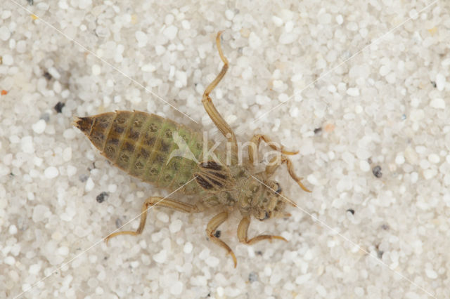 Gevorkte rombout (Gomphus graslinii)