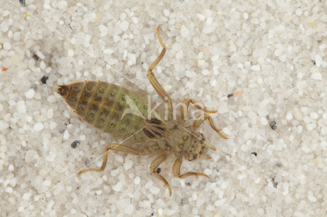 Gevorkte rombout (Gomphus graslinii)