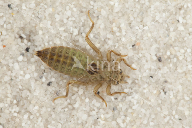 Gevorkte rombout (Gomphus graslinii)