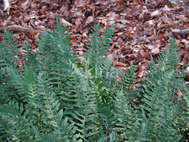Gewone eikvaren (Polypodium vulgare)
