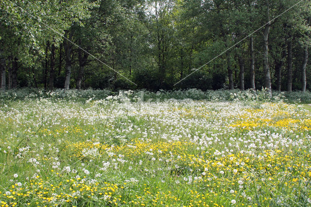 Common Dandelion (Taraxacum officinale)