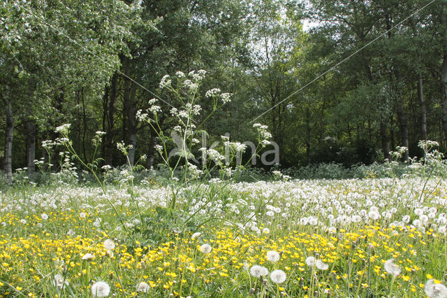 Gewone paardenbloem (Taraxacum officinale)