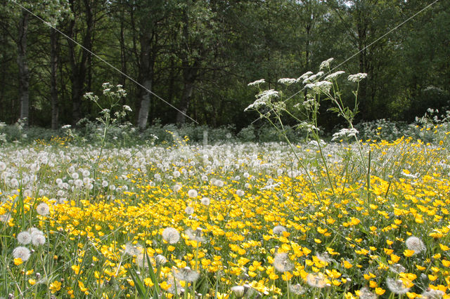 Gewone paardenbloem (Taraxacum officinale)