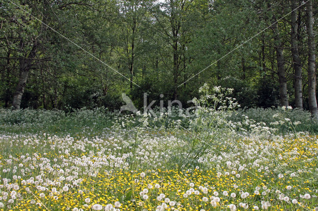 Gewone paardenbloem (Taraxacum officinale)