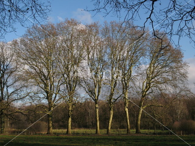 London plane tree (Platanus acerifolia)