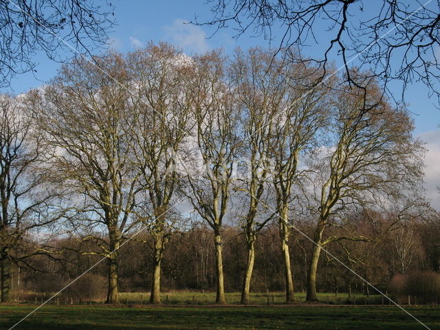 Gewone plataan (Platanus acerifolia)