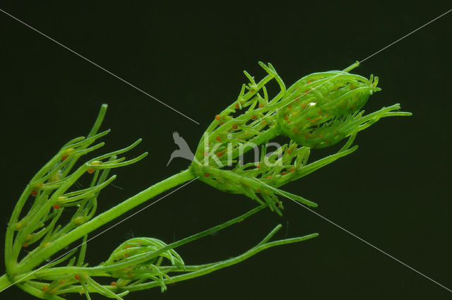 Gewoon kransblad (Chara vulgaris)