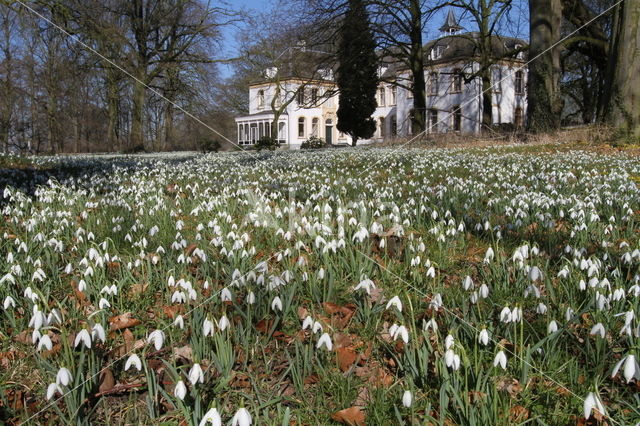 Gewoon sneeuwklokje (Galanthus nivalis)