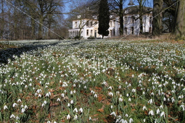 Common Snowdrop (Galanthus nivalis)