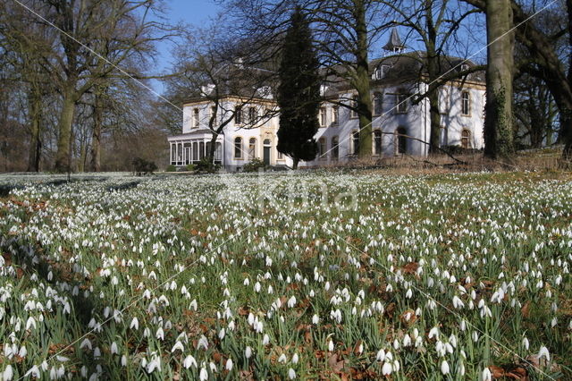 Common Snowdrop (Galanthus nivalis)