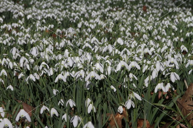 Gewoon sneeuwklokje (Galanthus nivalis)