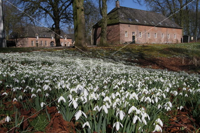 Gewoon sneeuwklokje (Galanthus nivalis)