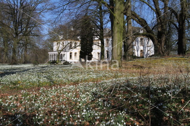 Common Snowdrop (Galanthus nivalis)