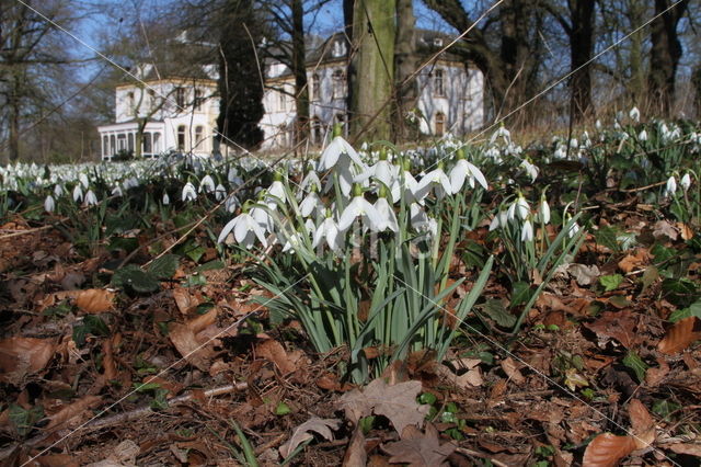 Common Snowdrop (Galanthus nivalis)
