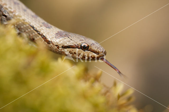 Gladde slang (Coronella austriaca)