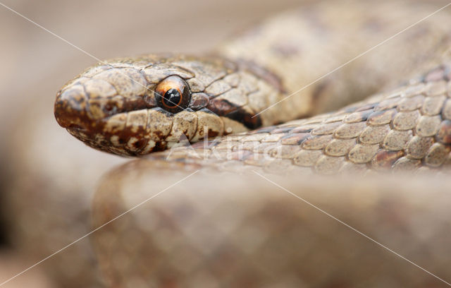 Smooth Snake (Coronella austriaca)