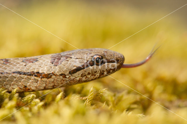 Smooth Snake (Coronella austriaca)