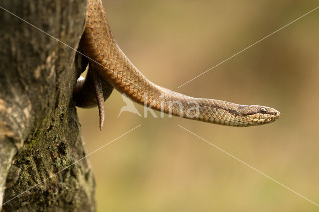 Smooth Snake (Coronella austriaca)