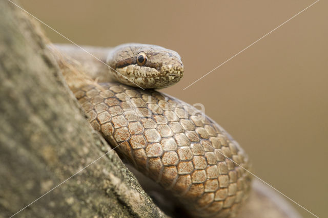 Gladde slang (Coronella austriaca)