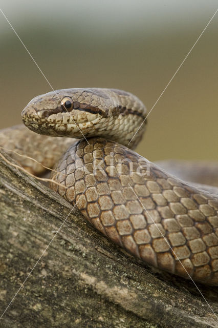 Smooth Snake (Coronella austriaca)