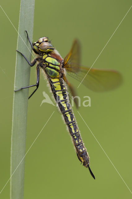 Glassnijder (Brachytron pratense)