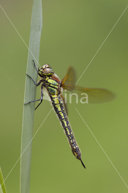 Hairy Dragonfly (Brachytron pratense)