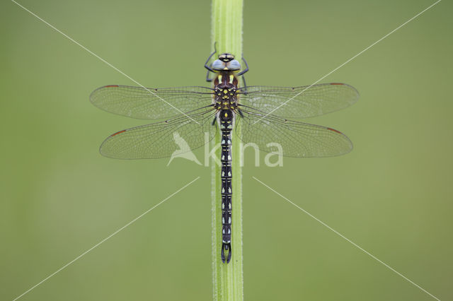 Glassnijder (Brachytron pratense)