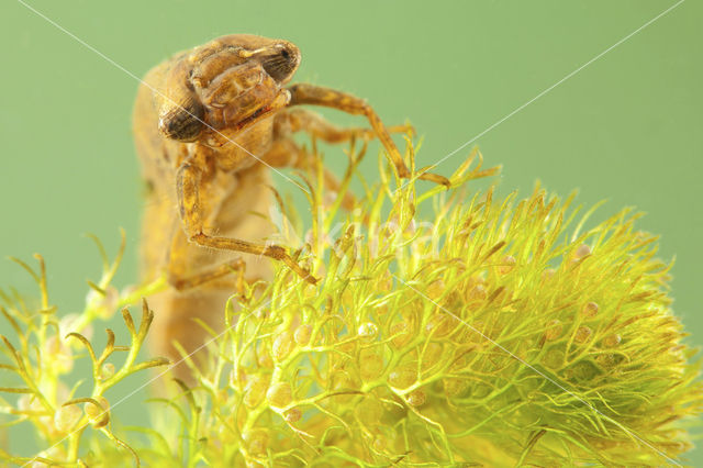 Hairy Dragonfly (Brachytron pratense)