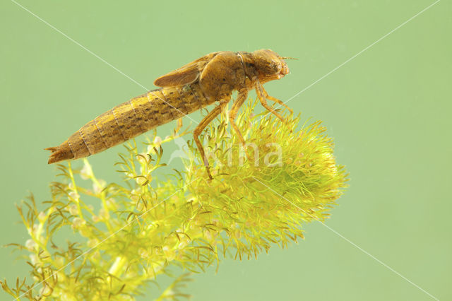 Glassnijder (Brachytron pratense)