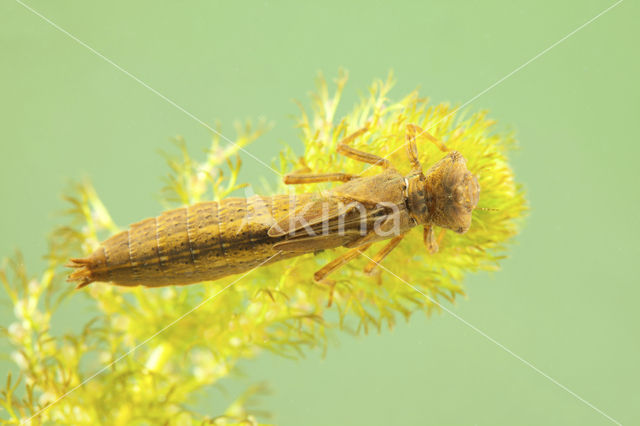 Hairy Dragonfly (Brachytron pratense)