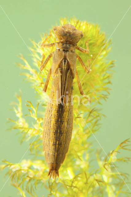 Hairy Dragonfly (Brachytron pratense)