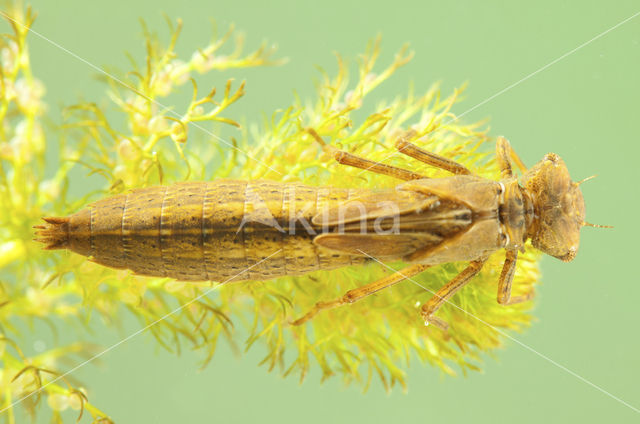 Glassnijder (Brachytron pratense)