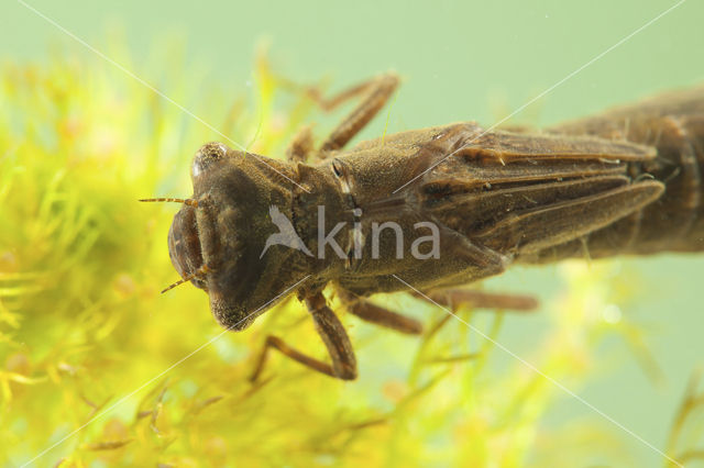 Glassnijder (Brachytron pratense)