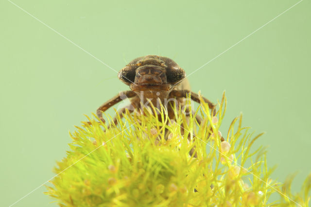 Hairy Dragonfly (Brachytron pratense)