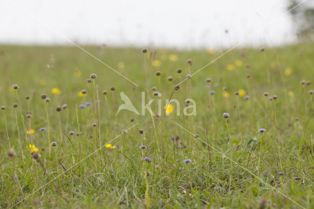 Globularia punctata