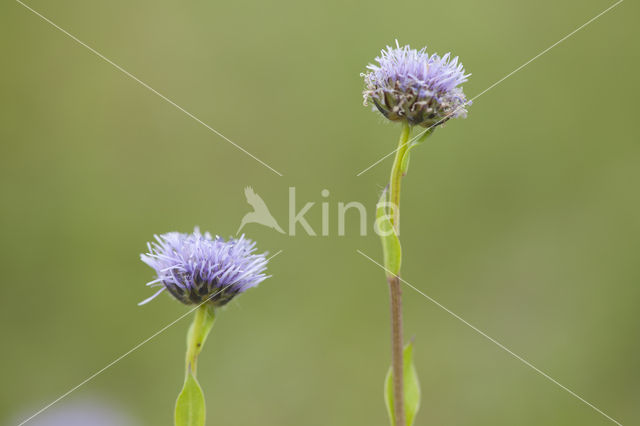 Globularia punctata