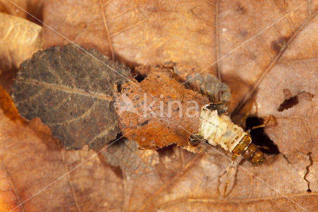 Glyphotaelius pellucidus